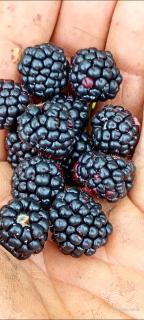 Infinite Stillness Farm - 9