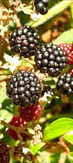 Infinite Stillness Farm - 4