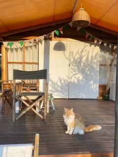 Glamping Traslasierra Carpa Sur - 2