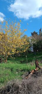 חכורה קדיתה - 2