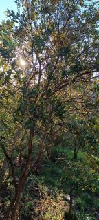 חכורה קדיתה - 7