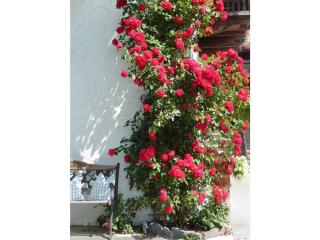 III in the Anton house - 8