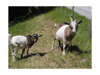 Oberschernthann App 1 - 7