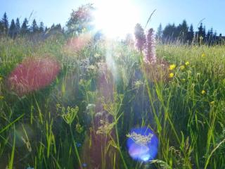 Old Forester's Lodge Wildenthal - App 4 - 1