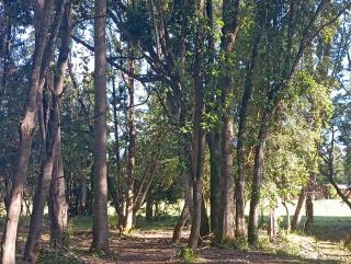 Cabaña Trasmahue - 1