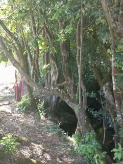 Cabaña Trasmahue - 4