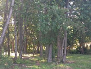 Cabaña Trasmahue - 5