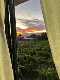 Aroma a Vi d Fiambalá - 7