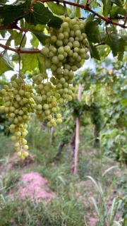 Aroma a Vi d Fiambalá - 2