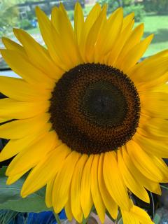 Lemon House Huahine - Maroe - 2