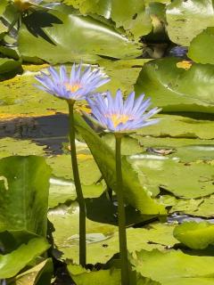 The Village Eco Stay Byron Bay - 3