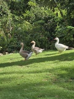 MeliT - Las Terrenas - 9