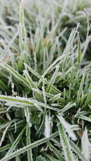 Bluehood WildScape - 3