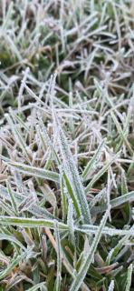 Bluehood WildScape - 6