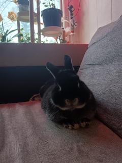 CityMini Camping - 9