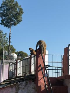 Ramashrya Homestay & cafe - 2