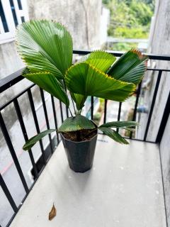 T-Homestay Bình minh xanh - 5