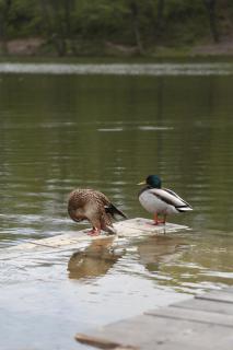 Характер парк - 3