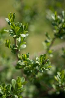 Характер парк - 1