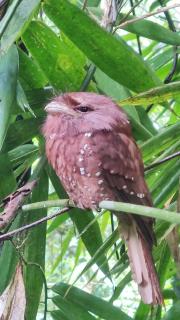 Sinharaja Riverside - 5