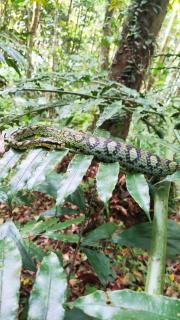 Sinharaja Riverside - 7