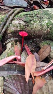 Sinharaja Riverside - 8