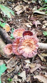 Sinharaja Riverside - 9