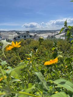 Thung lũng đèn - 1