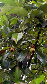 Gocamping Bảo Lộc Homestay - 2