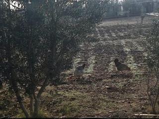 Ferme d'hôtes Safi - 3