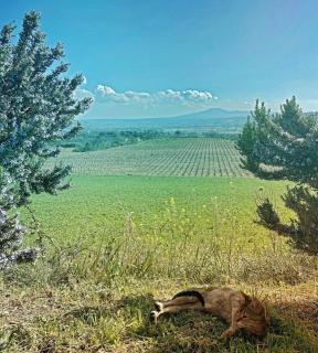 Podere Macee Casavacanza - 7