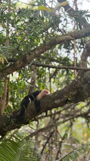 Cabaña Vacal WiFi, beach front #1 - 8
