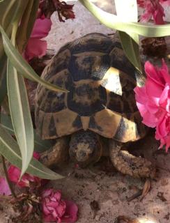 Dar houdhoud Beautiful apartment with pool and roof terrace - 6