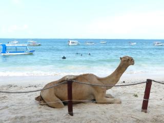 Blissful 2 bedroom beach flat - Mombasa - 8