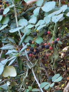 Hermosa Cabaña en medio de la naturaleza - 2