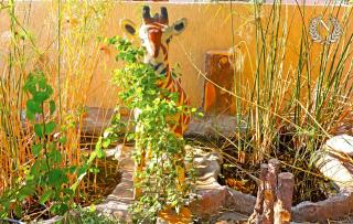 Ngami Gates Boutiqúe Guesthouse - 1