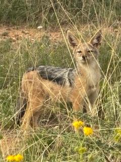 BellaTiny Campsite - 8