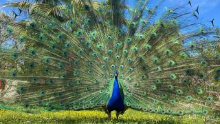 The Artist's Farm - 6