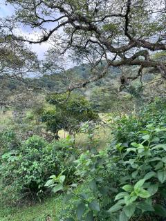 Cabaña Guapinol - 9