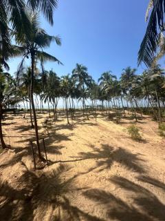 STRIPGREENS BeACH & BACKWATER RESORT VALIYAPARAMBA - 4