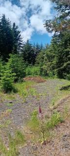 Pucón Magic forest - 5