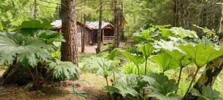 Pucón Magic forest - 6