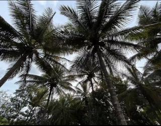 NATUREs LAP FARM STAY Mysore - 3