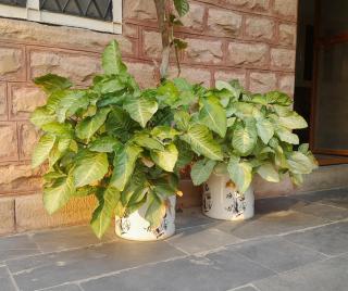 Roda House - a boutique homestay in Bikaner - 3