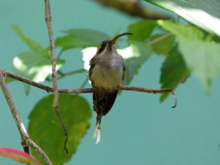 El Colibri Lodge - Manzanillo - 6