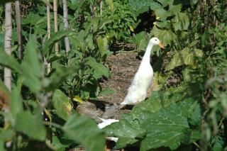 Gite La Chavade JAUJAC - 3