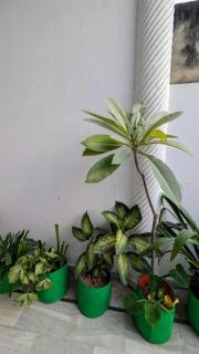 Anjali's homestay - 3