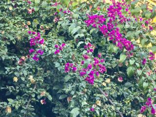 迩安Hs雪山观景禅意设计庭院-丽江古城店 - 5