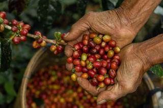 Munduk Moding Plantation Nature Resort - 2