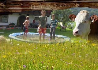Hinterankerwald - Walchsee - 5